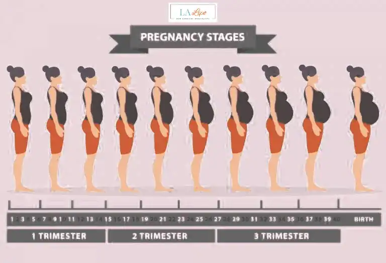 First Trimester (Weeks 1–12): Early Changes You Might Not Notice Minehead